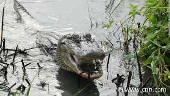 Alligators can regrow their tails, new study finds