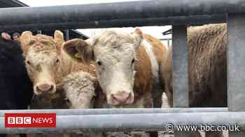 Brexit: Ministers unveil next steps in England's farming policy