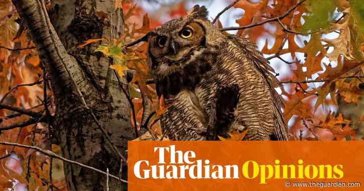 Owls of delight! How online birdwatching became my lockdown treat | Emma Beddington