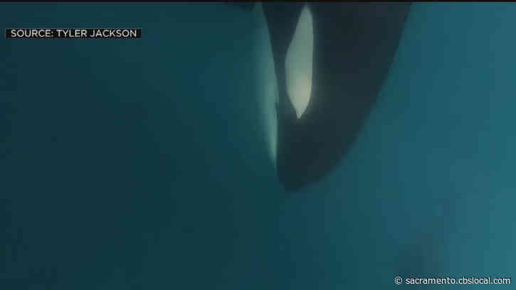 Caught On Camera: Kayakers Spot Pod Of Killer Whales While Fishing In Sonoma County