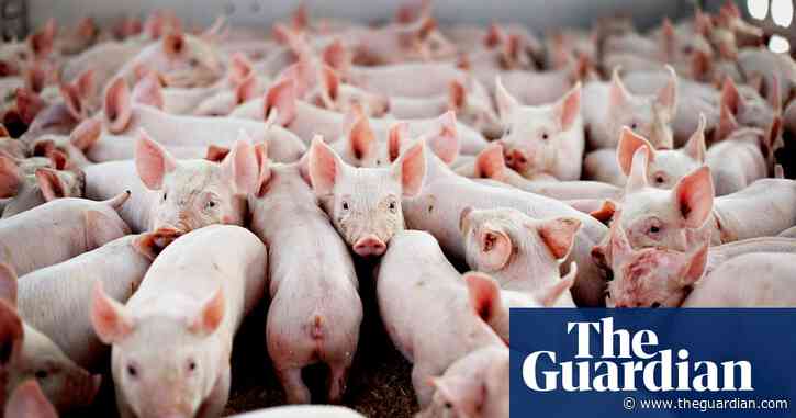 Farm animals antibiotics data raises post-Brexit trade fears