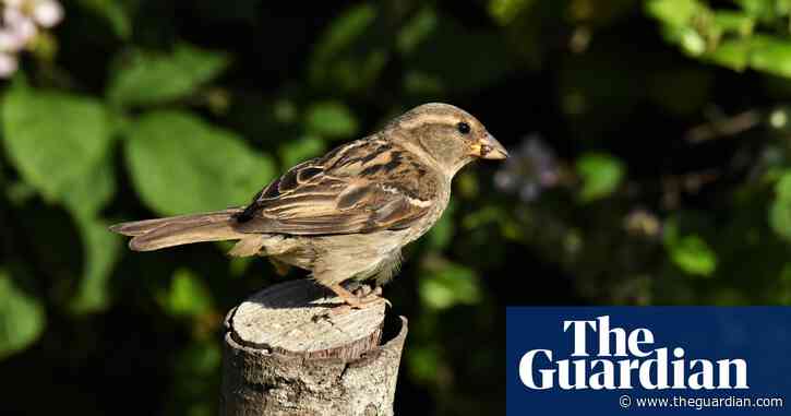 Country diary: the shy side of our cheeky sparrows