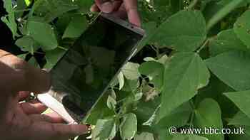 How AI is helping rural African farmers