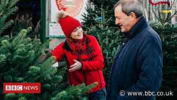 Christmas comes early as people rush to buy trees