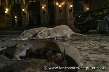 This Lancashire town now has more than 300,000 rats - 2.2 per person
