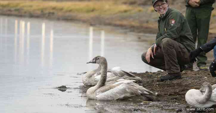 Why are Utah hunters killing so many trumpeter swans?