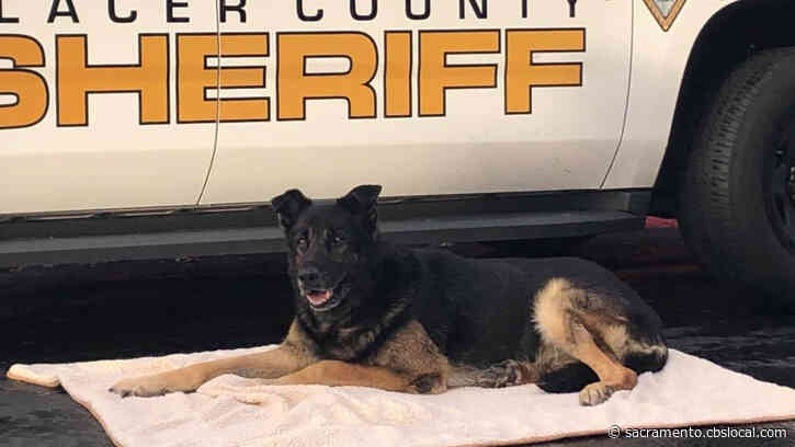 Retired Placer County Sheriff K9 Jet Dies After Long Battle With Cancer