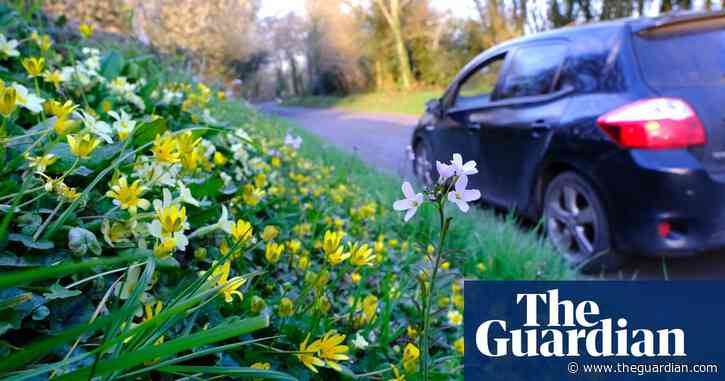 Wildflower meadows to line England's new roads in boost for biodiversity