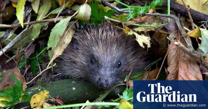 Next – a hedgehog snuffling! The lockdown lifeline capturing the sounds of Britain