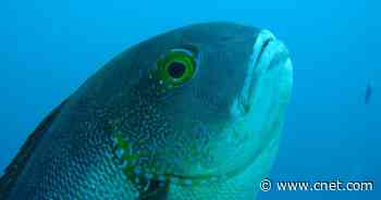 Oldest tropical reef fish ever recorded is an 81-year-old midnight snapper     - CNET