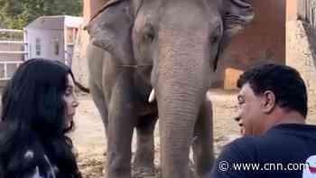 Cambodia welcomes 'the world's loneliest elephant'