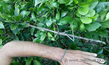 Stick insect as long as a human forearm is spotted in a tree in Queensland