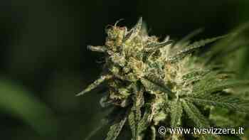 Chiusa inchiesta su maxi-traffico di erba e hashish - tvsvizzera.it