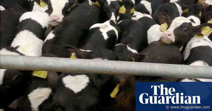 UK to become first country in Europe to ban live animal exports