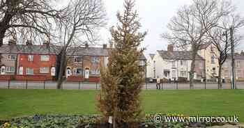 Britain's saddest looking Christmas tree sums up 2020 for unlucky town