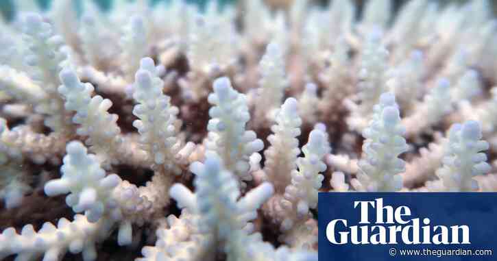Great Barrier Reef outlook 'critical' as climate change called number one threat to world heritage