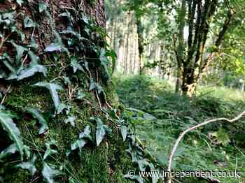 Ivy becoming increasingly widespread in European forests as temperatures rise