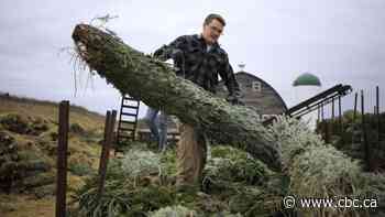 Demand for Christmas trees booms as gloomy year of COVID-19 needs some jollying