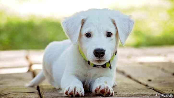 BBB: Online puppy scams rising in 2020