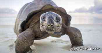 Discovery Plus streaming service to launch Jan. 4, with free year for Verizon customers     - CNET