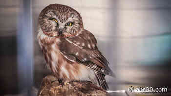 Hero teacher helps injured owl find new life