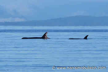 VIDEO: Orcas hunt sea lion near Vancouver Island shoreline - Nanaimo News Bulletin