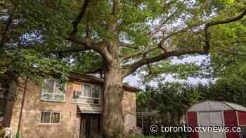 Toronto’s oldest tree will no longer be cut down thanks to last-minute council decision