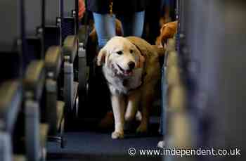 US airlines can ban emotional support animals from flights