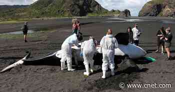 Killer whale killers: Human interactions threaten endangered populations     - CNET