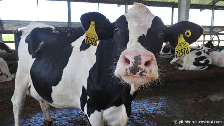 Police Corral Cows That Wander Onto Ohio Highway