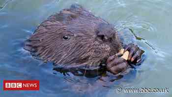 Why 2020 has been good for England's beavers