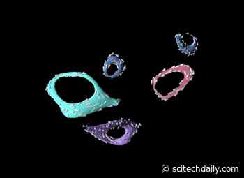 Hidden Beauty: First Experimental Observation of Three-Dimensional Magnetic “Vortex Rings”