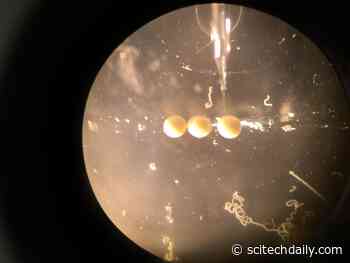 How the Insect Got Its Wings: Solving a Mystery That Has Puzzled Biologists for Over a Century