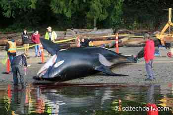 What’s Killing Killer Whales? Pathology Reports on More Than 50 Killer Whales in the Northeast Pacific and Hawaii