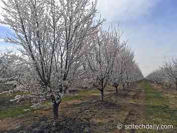 Keeping California a Powerhouse of Almond Production While Improving Environmental Quality