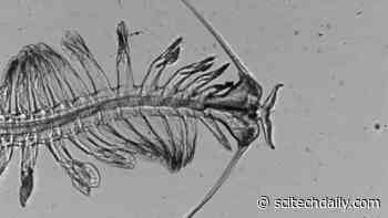 “Suction Thrust” – Many-Limbed Marine Organisms Don’t Actually Push Themselves Forward to Swim