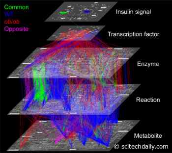 Obesity / Type 2 Diabetes Changes Cell Response to Glucose, Uses Slower Metabolic Path