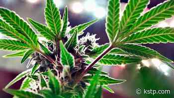 MDH adds coverage for sickle cell disease, motor tic disorder under medical cannabis program - KSTP