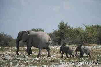 Namibia to sell 170 live elephants