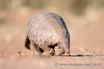 Revealed: How global financial giants invest in firm that makes medicines from endangered pangolin parts