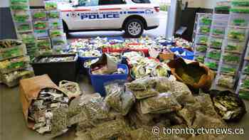 Over $2 million in cannabis and cash seized following raid in Mississauga and Bowmanville, Ont.