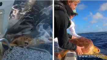 Wild Video of Two Men Saving Turtle From a Tiger Shark Attack