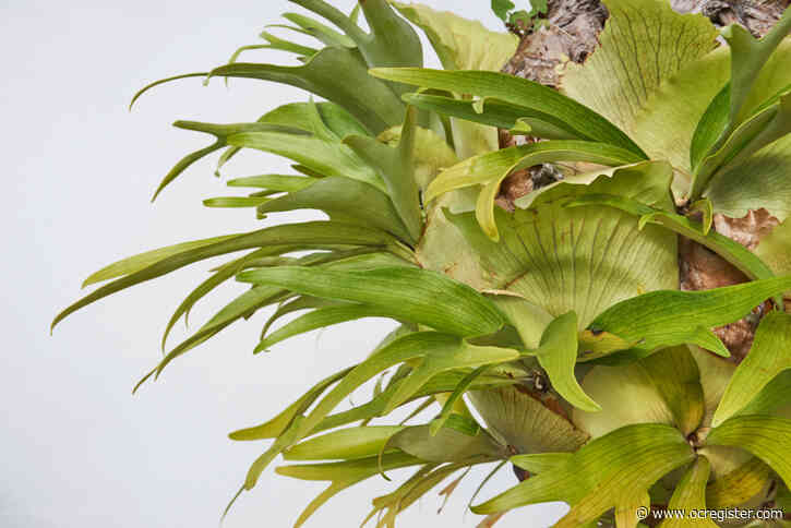 What’s wrong when a staghorn fern has stopped producing new growth
