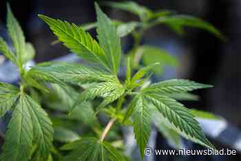Cannabisplantage ontdekt bij brand in Hoboken - Het Nieuwsblad