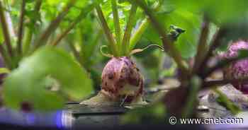 NASA astronaut harvests first ever radish crop grown on the ISS     - CNET