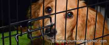 18 chiens vivant dans l’insalubrité sont sauvés en Abitibi