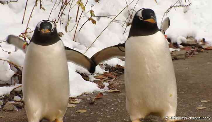Penguin Parade Returns To Pittsburgh Zoo