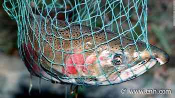 Mass die-offs have killed West Coast salmon for years. Scientists now think they know why