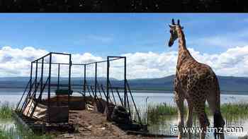 Giraffes Stranded on Island Saved by Floating Rescue Mission
