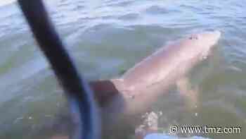 Intense Video Shows Jet Skier Rescue Dolphin Trapped by Rope